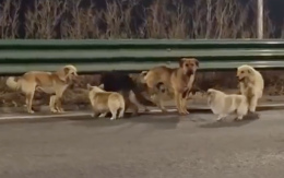 Fuga dal macello, 7 cani sfidano la morte e tornano a casa: il video commuove il mondo (VIDEO)