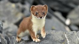 Dalla mascotte olimpica al rischio estinzione: l&rsquo;ermellino delle Alpi da salvare subito