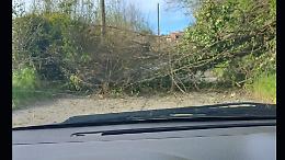 Albero cade sulla strada in Canavese: paura per un'automobilista
