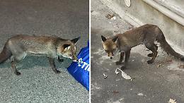 La volpe di Castellamonte &egrave; stata salvata: da &ldquo;mascotte&rdquo; del paese a corsa per curarla