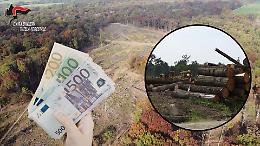 La Mandria, maxi disboscamento mascherato da lavori: legname venduto per 350 mila euro