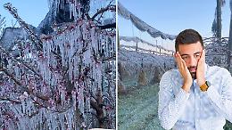 Gelo sui frutteti, il conto del clima non pu&ograve; pagarlo solo chi coltiva
