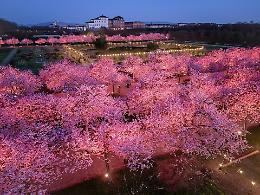 Quasi 146.000 visitatori per i ciliegi in fiore della Reggia di Venaria (VIDEO) 