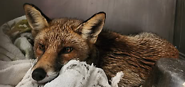 La volpe di Castellamonte &egrave; stata salvata: da &ldquo;mascotte&rdquo; del paese a corsa per curarla