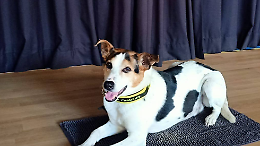 Pippo il cane da soccorso conquista gli studenti di Borgaro