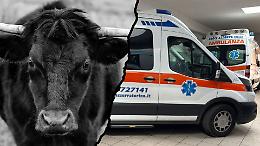 Allevatore muore dopo essere stato colpito da un toro nella sua azienda