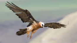 Credevamo fosse scomparso: "l'avvoltoio degli agnelli" torna a nascere e conquista di nuovo le Alpi