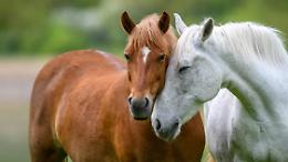 Cavalli dopati finiscono nei piatti: lo scandalo che scuote l&rsquo;Italia
