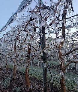 Gelate improvvise sul Piemonte: temperature sotto zero e campi a rischio in Canavese