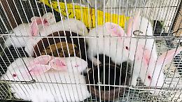 Lein&igrave; vieta gli animali nei mercati: svolta storica tra benessere e polemiche