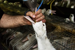 Foie gras, l&rsquo;Europa divisa: 40 eurodeputati chiedono il divieto mentre Bruxelles incontra le lobby