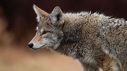 Lupo decapitato e appeso a un cartello: orrore in Toscana, il WWF denuncia un clima d&rsquo;odio crescente
