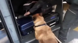 Nove chili di droga nel trolley: corriere arrestata appena scesa dal bus internazionale