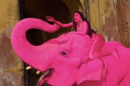 Elefante rosa muore dopo lo shooting: bufera globale sulla fotografa, accuse e minacce di morte (VIDEO)