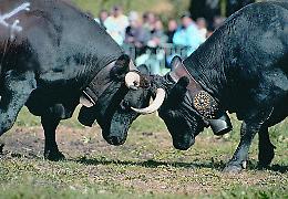 Favria, terra viva: torna la Fiera di Sant&rsquo;Isidoro