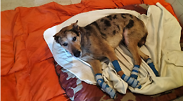 Cane legato ad un trattore e trascinato in strada. Preso in carico dal Canile di Caluso. Si salver&agrave;