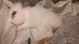 Pasqua crudele: coniglio abbandonato in strada, lotta tra la vita e la morte