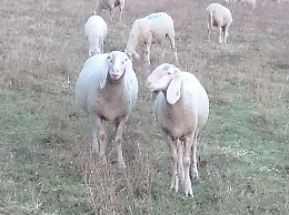 Pecore in paese a Lauriano: disagi, recinzioni rovinate e l&rsquo;allarme dei residenti