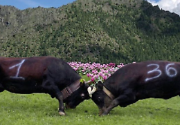 Le &ldquo;Regine&rdquo; delle Valli di Lanzo tornano a sfidarsi a Mezzenile 