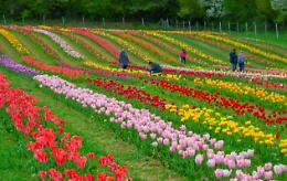 Primavera tra i tulipani: il Giardino di Rosero apre le porte sulla collina torinese