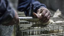 Scandalo foie gras in Europa: le lobby influenzano le regole sul benessere animale?