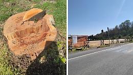 Tagliati i tigli all&rsquo;ingresso del paese del Canavese: esplode la polemica sui social 