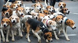 55 cani trovati morti: spunta un indagato, ipotesi traffico clandestino