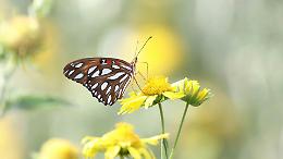 Salassa profuma di tradizione: torna la Fiera del Buon Gusto tra sapori, giochi e storia
