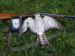 Animali massacrati e traffici illegali: l&rsquo;allarme del WWF scuote l&rsquo;Italia (FOTO)