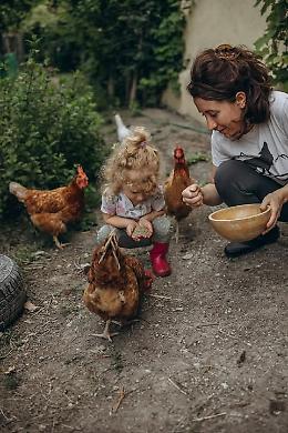 Galline destinate al macello: possono vivere 10 anni ma vengono uccise dopo 2. Ecco come fare per salvarle