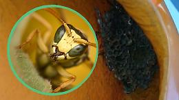 Primavera a Lauriano: tra meraviglia naturale e sicurezza, spunta un nido di vespe nel parco giochi