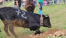 Fiera di San Isidoro, Favria fa il pieno 