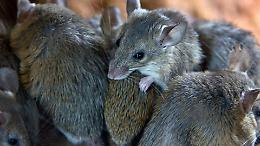 &ldquo;Siamo stanchi&rdquo;. Settimo Torinese invasa dai topi
