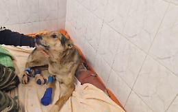 Tek, sopravvissuto all&rsquo;orrore: ferite gravissime, ora rischia un&rsquo;altra amputazione