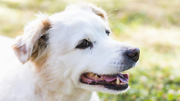 Caselle Torinese, il Palatenda si riempie di code e guinzagli: successo per la giornata della salute veterinaria