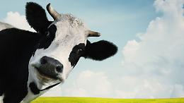 Mucche sotto esame: meno &ldquo;profumo di stalla&rdquo;, pi&ugrave; aria pulita