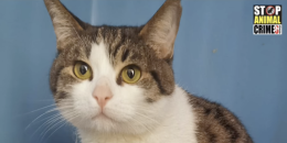 Chiusi in un garage al buio: cane e gatto sequestrati a Orbassano (VIDEO)