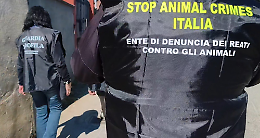 Sepolti vivi in un garage: cane e gatto salvati dall&rsquo;inferno di Orbassano