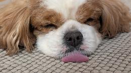 Veleni nei parchi di Torino: bocconi killer tra le case, paura a Mirafiori Sud