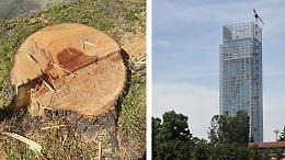 Tigli abbattuti in Canavese, la Regione difende il sindaco: &ldquo;Polemiche surreali&rdquo;