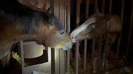 Carne di cavallo illegale nel piatto: farmaci vietati e animali malati, l&rsquo;inchiesta che scuote l&rsquo;Italia