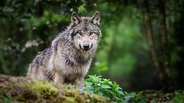 Dieci lupi avvelenati nel Parco d&rsquo;Abruzzo: strage senza precedenti, WWF accusa &ldquo;deriva criminale&rdquo;