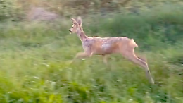 Capriolo nel cortile di casa: recuperato e liberato a Pino Torinese