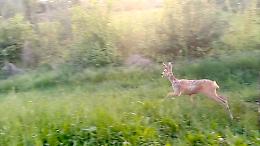 Capriolo intrappolato nel cortile di casa: recuperato e liberato a Pino Torinese