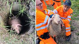 Pecora cade in un pozzo e rischia la vita: i volontari di San Raffaele Cimena la salvano