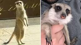 Lola scappa nella notte: appello disperato per la suricata smarrita