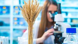 Scontro sugli OGM in Regione, bocciata la proposta contro la deregulation: &ldquo;Rischio per bio e piccole aziende&rdquo;