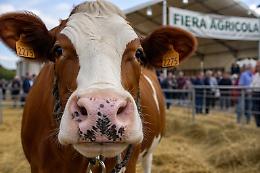 Il 26 aprile torna la Fiera Agricola Primaverile: cuore zootecnico e spazio alle famiglie
