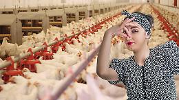 Miasmi dagli allevamenti avicoli, l&rsquo;allarme di San Giusto Canavese: &ldquo;Situazione insostenibile&rdquo;