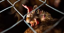 Animali dimenticati dall&rsquo;Europa: il Consiglio AGRIFISH ignora il benessere mentre cresce la protesta
